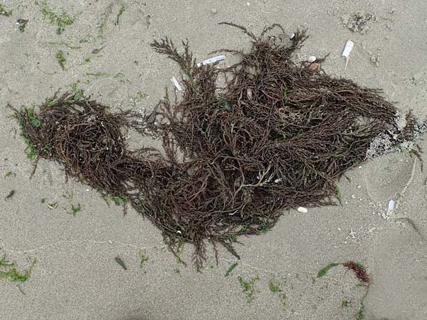 Sargassum muticum \ Japanischer Beeren-Tang / Japweed, NL Neeltje Jans 10.8.2015