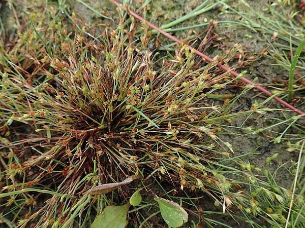 Juncus ranarius \ Frosch-Binse, NL St. Philipsland 14.8.2015