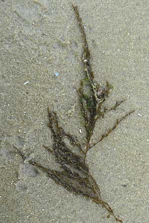 Sargassum muticum \ Japanischer Beeren-Tang, NL Nieuw-Haamstede 9.8.2015