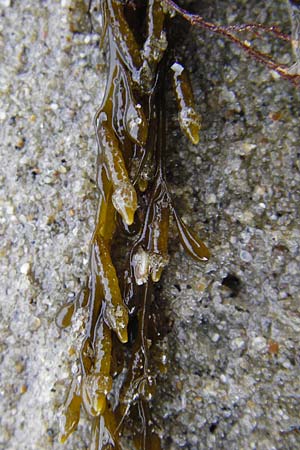 Sargassum muticum \ Japanischer Beeren-Tang / Japweed, NL Nieuw-Haamstede 9.8.2015