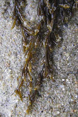 Sargassum muticum \ Japanischer Beeren-Tang / Japweed, NL Nieuw-Haamstede 9.8.2015