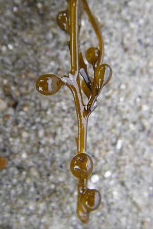 Sargassum muticum / Japweed, NL Nieuw-Haamstede 9.8.2015