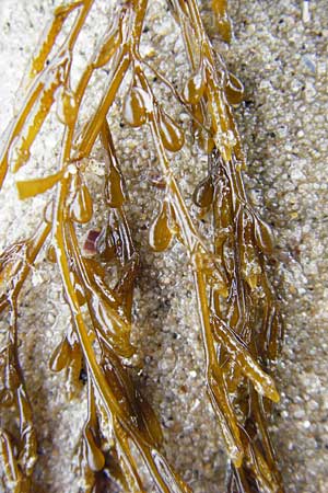 Sargassum muticum \ Japanischer Beeren-Tang / Japweed, NL Nieuw-Haamstede 9.8.2015