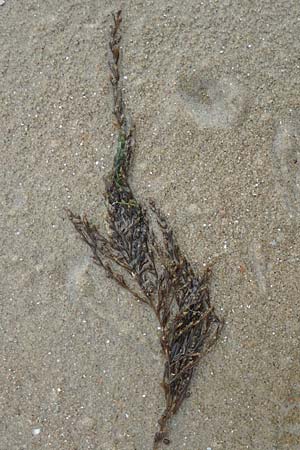 Sargassum muticum \ Japanischer Beeren-Tang, NL Nieuw-Haamstede 9.8.2015