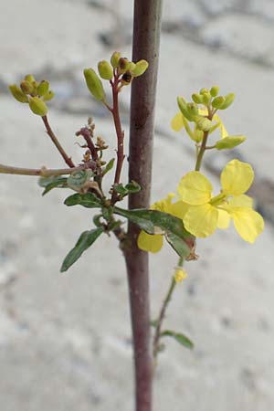 Brassica oleracea \ Klippen-Kohl, Wild-Kohl, NL Zierikzee 12.8.2015