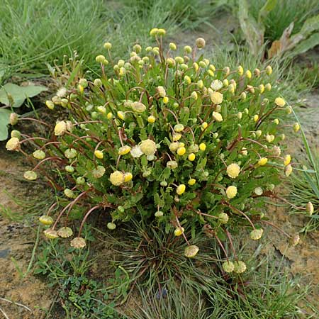 Cotula coronopifolia \ Krhenfublttrige Laugenblume, NL St. Philipsland 14.8.2015