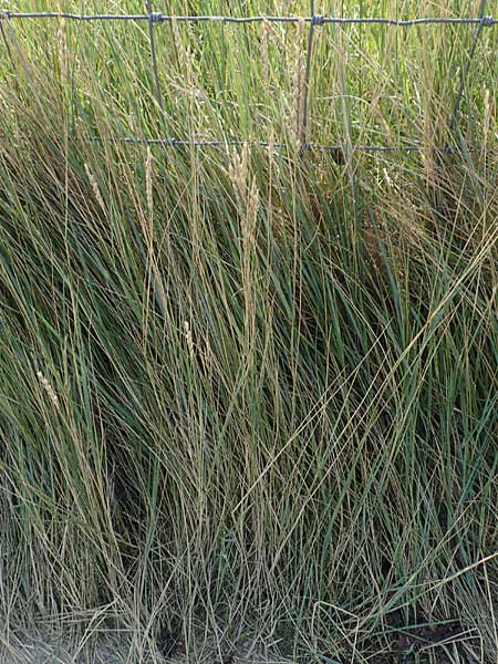 Leymus arenarius \ Strand-Roggen, NL Zierikzee 13.8.2015