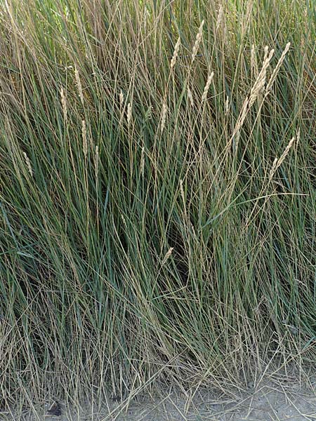 Leymus arenarius \ Strand-Roggen / Sea Lyme Grass, NL Zierikzee 13.8.2015