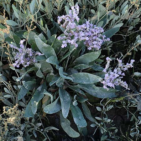 Limonium vulgare \ Strandflieder / Common Sea Lavender, NL Zierikzee 8.8.2015