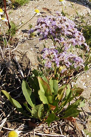 Limonium vulgare \ Strandflieder, NL Reimerswaal 8.8.2015