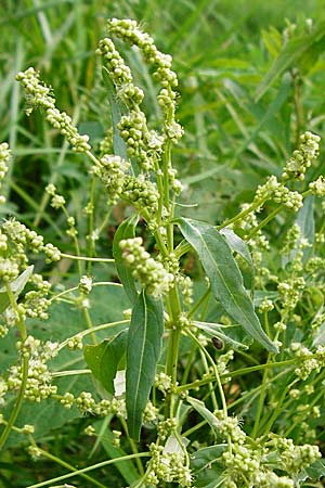 Mercurialis annua \ Einjhriges Bingelkraut / Annual Mercury, NL Veere 14.8.2015