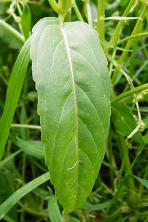 Mercurialis annua \ Einjhriges Bingelkraut / Annual Mercury, NL Veere 14.8.2015