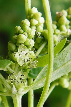 Mercurialis annua \ Einjhriges Bingelkraut, NL Veere 14.8.2015