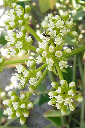 Crithmum maritimum \ Meer-Fenchel, NL Reimerswaal 8.8.2015