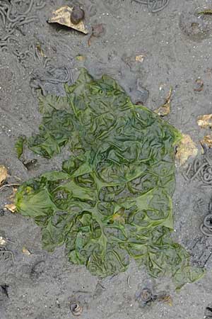 Ulva lactuca \ Meer-Salat, Meer-Lattich / Sea Lettuce, NL St. Philipsland 14.8.2015