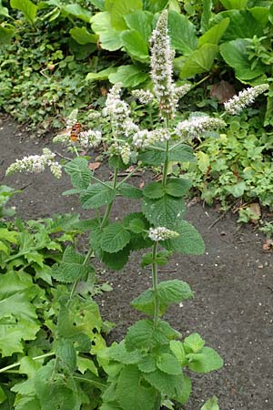 Mentha suaveolens \ Rundblttrige Minze, Apfel-Minze / Round-Leaved Mint, Apple Mint, NL Zierikzee 15.8.2015