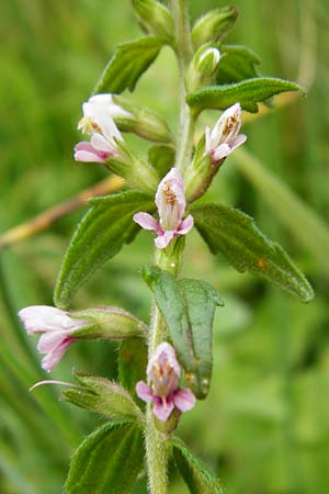 Odontites vernus \ Frhlings-Zahntrost / Red Bartsia, NL Cadzand-Bad 11.8.2015