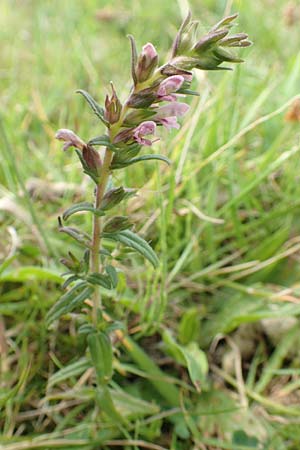 Odontites vulgaris \ Spter Zahntrost, Gewhnlicher Zahntrost, NL Zierikzee 12.8.2015