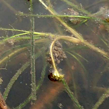 Ruppia maritima \ Strand-Salde, Geschnbelte Salde, NL St. Philipsland 14.8.2015