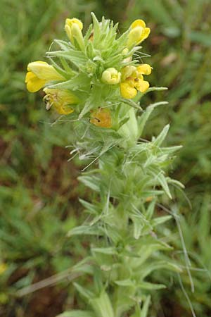 Bellardia viscosa \ Gelbes Teerkraut, Gelbe Bartschie / Yellow Balm, Yellow Bartsia, NL St. Philipsland 14.8.2015