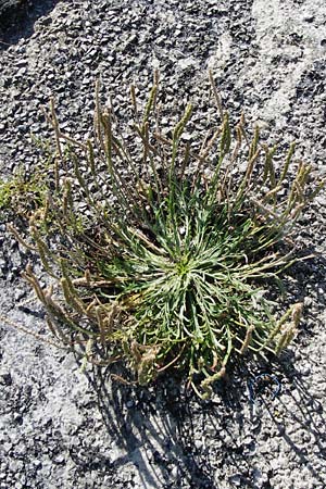 Plantago coronopus subsp. coronopus / Buck's-horn Plantain, NL Zierikzee 9.8.2015