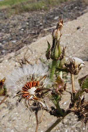 Picris echioides \ Wurm-Lattich, Natternkopf-Bitterkraut, NL Reimerswaal 8.8.2015