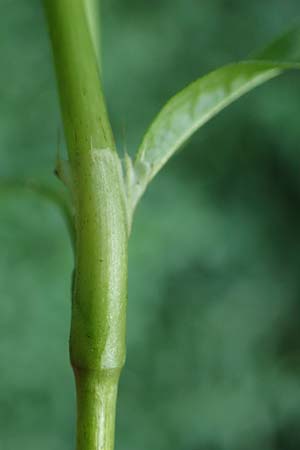 Persicaria hydropiper \ Wasserpfeffer-Knterich, Pfeffer-Knterich / Water-Pepper, NL Vaals 20.8.2022