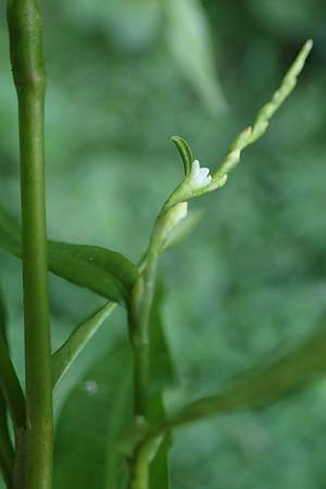 Persicaria hydropiper \ Wasserpfeffer-Knterich, Pfeffer-Knterich / Water-Pepper, NL Vaals 20.8.2022