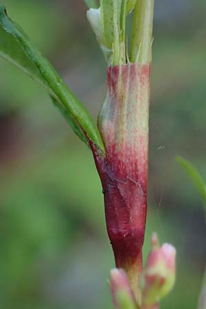 Persicaria hydropiper / Water-Pepper, NL Vaals 20.8.2022