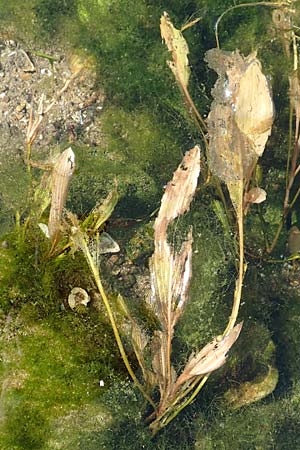 Potamogeton lucens \ Glnzendes Laichkraut / Shining Pontweed, NL Zuid-Limburg, Meers 28.9.2017