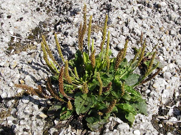 Plantago major \ Breit-Wegerich, Groer Wegerich / Greater Plantain, NL Reimerswaal 8.8.2015