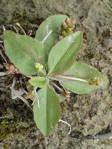 Plantago major subsp. intermedia \ Vielsamiger Breit-Wegerich / Many-Seeded Plantain, NL St. Philipsland 14.8.2015