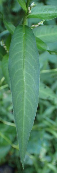 Persicaria mitis \ Milder Knterich / Water-Pepper, NL Vaals 20.8.2022