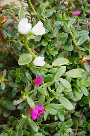 Portulaca grandiflora \ Portulak-Rschen / Moss Rose Purslane, NL Zierikzee 15.8.2015