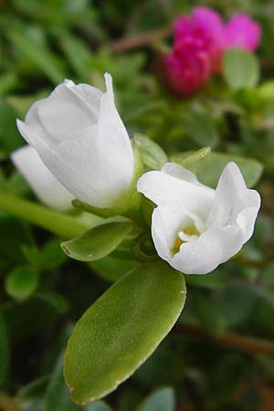 Portulaca grandiflora \ Portulak-Rschen, NL Zierikzee 15.8.2015