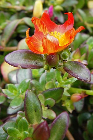 Portulaca grandiflora / Moss Rose Purslane, NL Zierikzee 15.8.2015