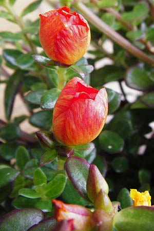 Portulaca grandiflora \ Portulak-Rschen / Moss Rose Purslane, NL Zierikzee 15.8.2015