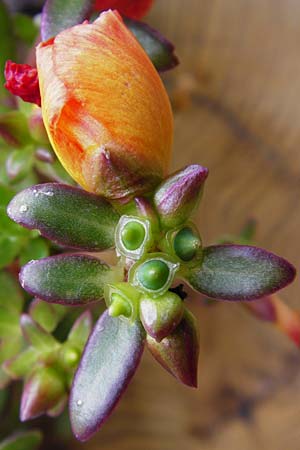 Portulaca grandiflora \ Portulak-Rschen, NL Zierikzee 15.8.2015