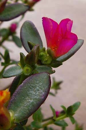 Portulaca grandiflora \ Portulak-Rschen / Moss Rose Purslane, NL Zierikzee 15.8.2015