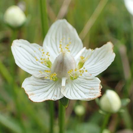 Parnassia palustris \ Sumpf-Herzblatt, Studentenrschen, NL St. Philipsland 14.8.2015