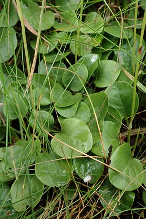 Pyrola rotundifolia / Round-Leaved Wintergreen, NL St. Philipsland 14.8.2015