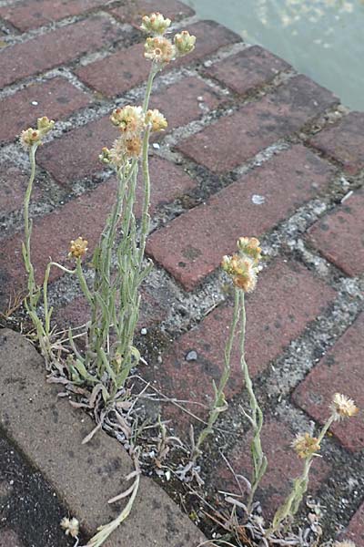 Helichrysum luteoalbum \ Gelbweies Schein-Strohblume, NL Zierikzee 13.8.2015