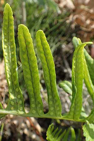 Polypodium vulgare \ Gewhnlicher Tpfelfarn / Polypody, NL Zierikzee 12.8.2015