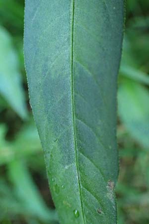 Persicaria x condensata \ Knterich-Hybride, NL Vaals 20.8.2022