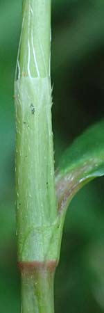 Persicaria x condensata \ Knterich-Hybride, NL Vaals 20.8.2022