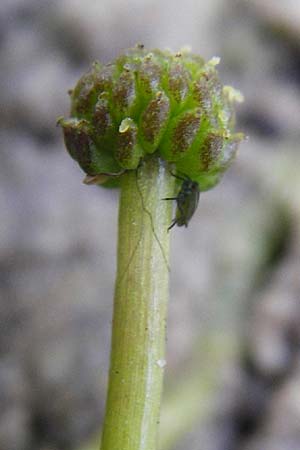 Ranunculus circinatus ? / Fan-Leaved Water Crowfoot, NL Cadzand-Bad 11.8.2015