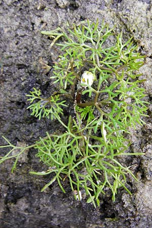 Ranunculus circinatus ? \ Spreizender Wasser-Hahnenfu, NL Cadzand-Bad 11.8.2015