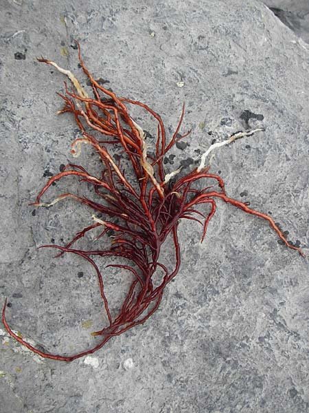 Rhodophytina spec2 ? / Red Alga, NL Veere 14.8.2015