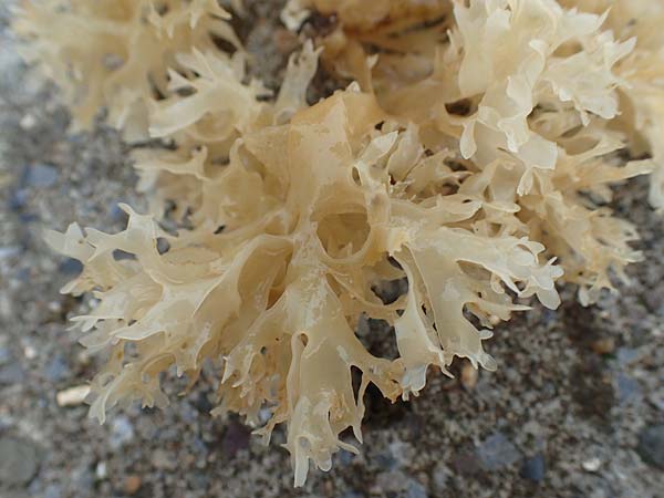 Rhodophytina spec3 ? / Red Alga, NL Zierikzee 12.8.2015