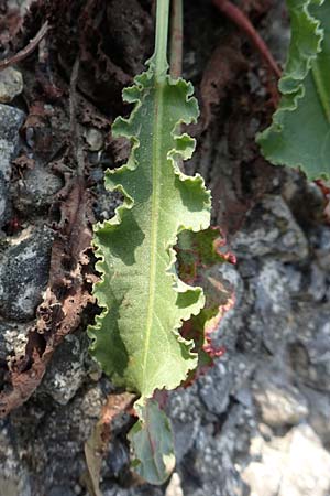 Rumex crispus \ Krauser Ampfer / Curled Dock, NL Zierikzee 13.8.2015